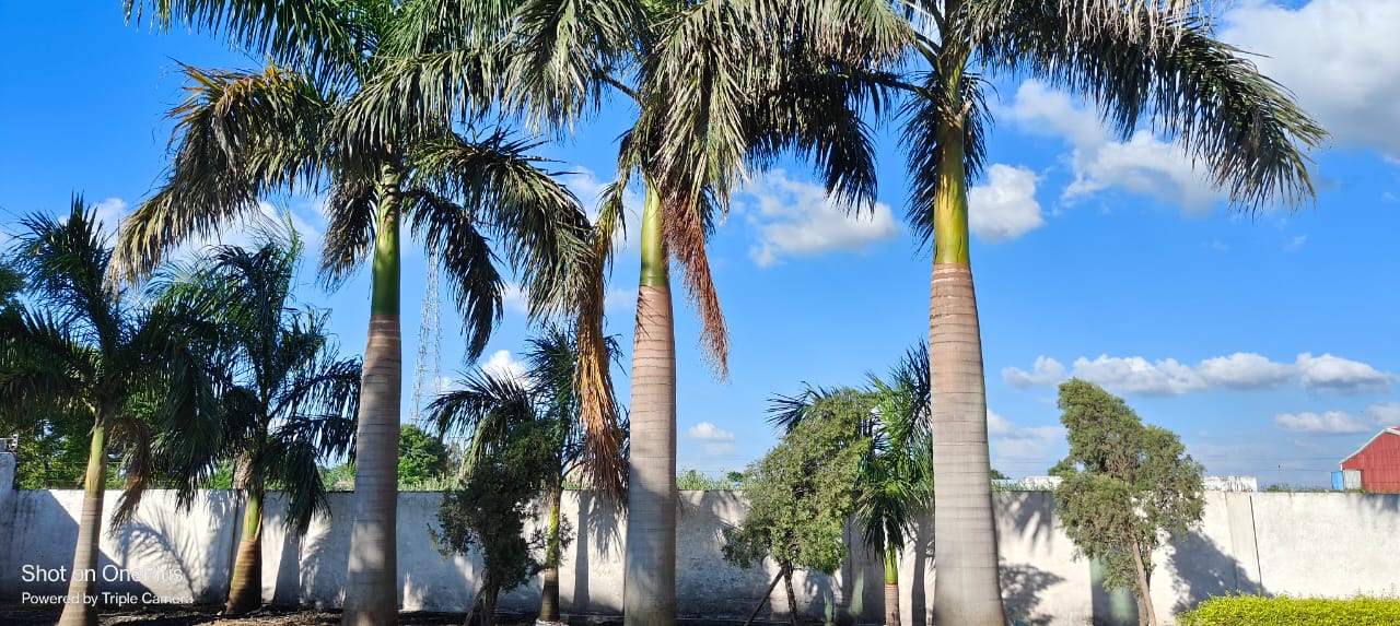 Inside campus